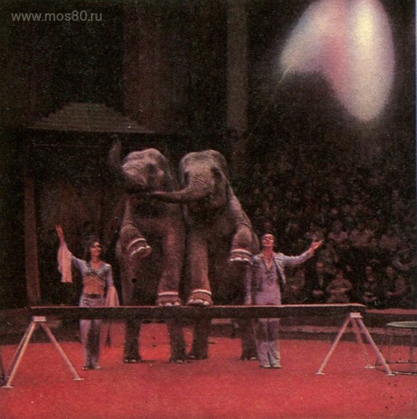 Дрессировщики